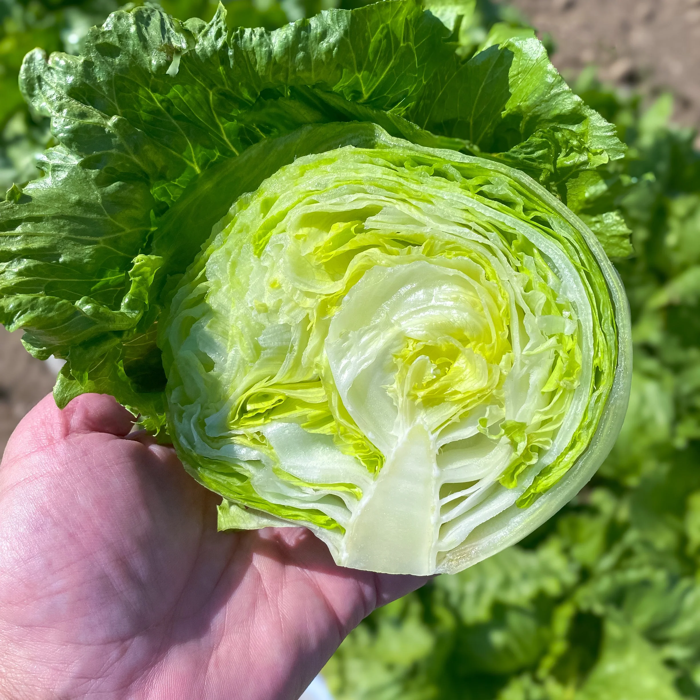 Pint Size Lettuce