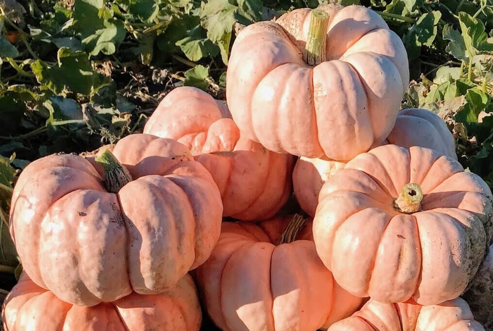 Porcelain Doll Hybrid Pumpkin F1