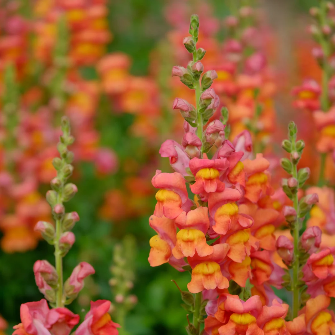 Potomac Orange Snapdragon - Image 2