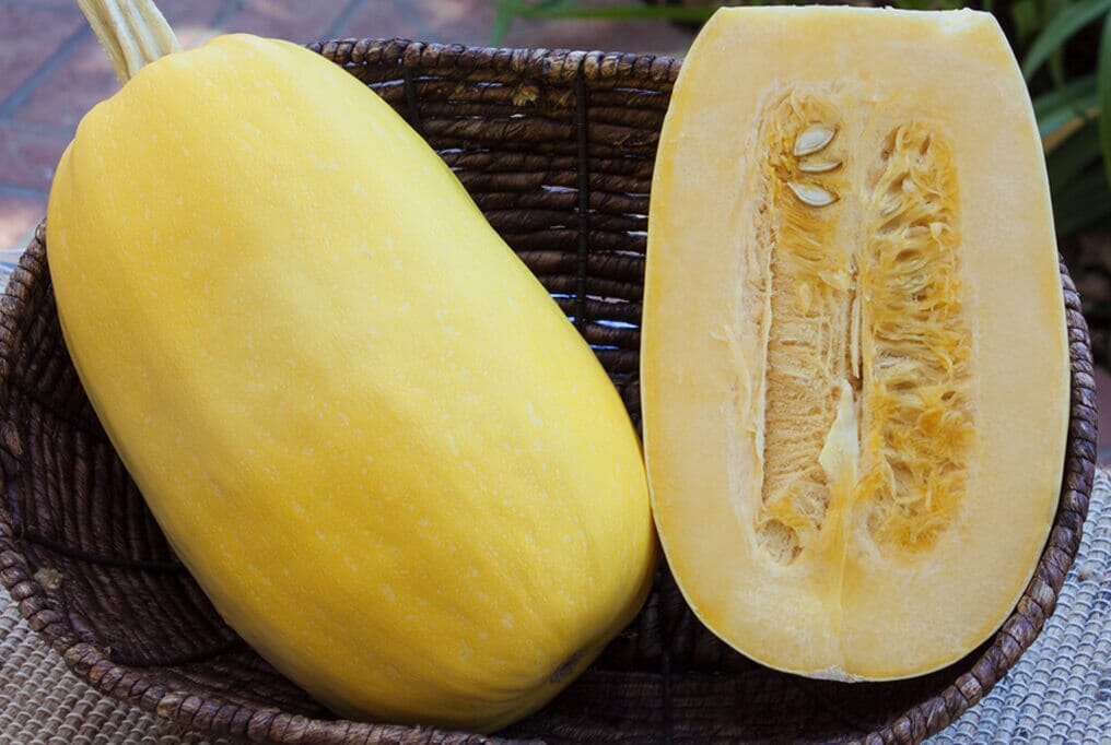 Primavera Spaghetti Squash F1