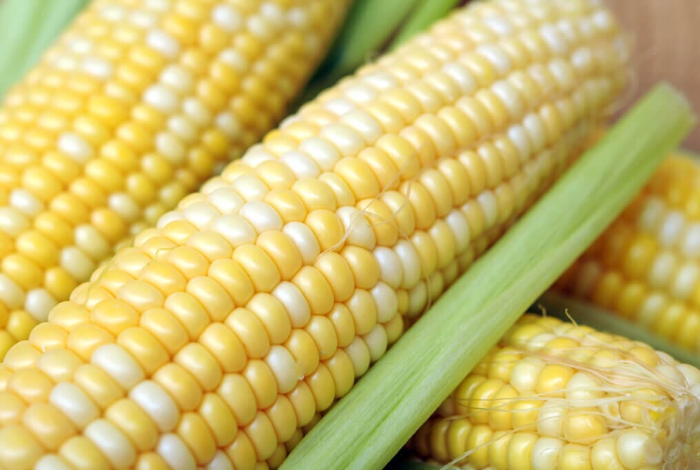 Primus Hybrid Sweet Corn F1