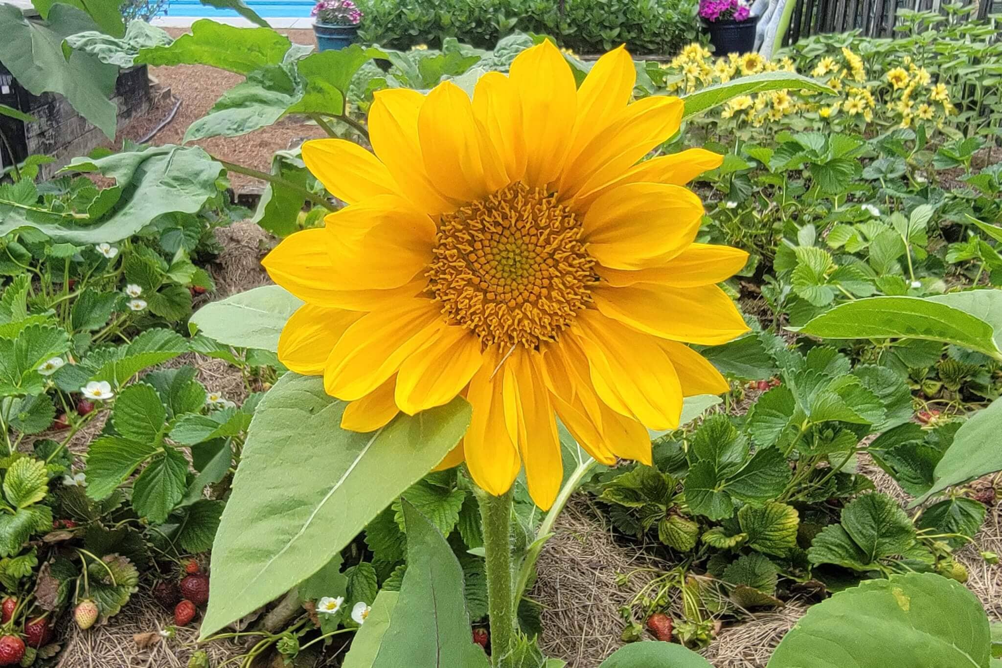 ProCut  Gold Lite Sunflower