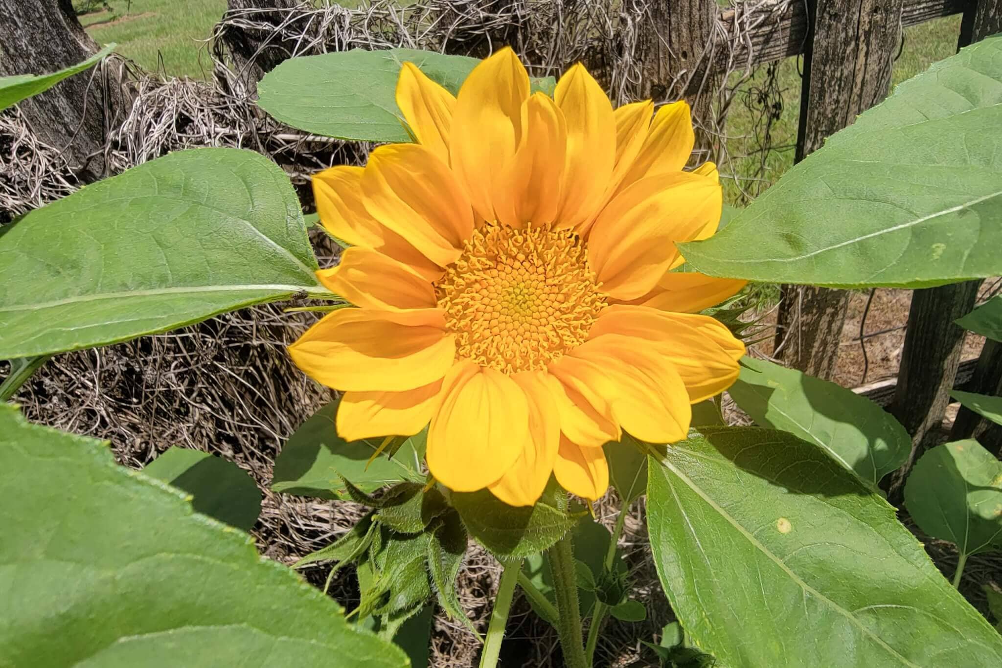 ProCut  Gold Lite Sunflower - Image 2