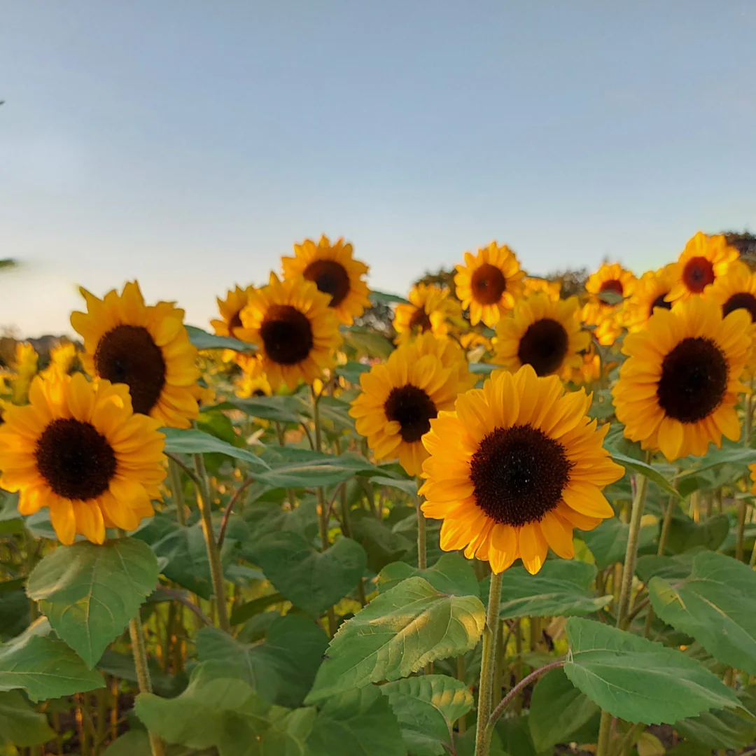 ProCut® Horizon Sunflower