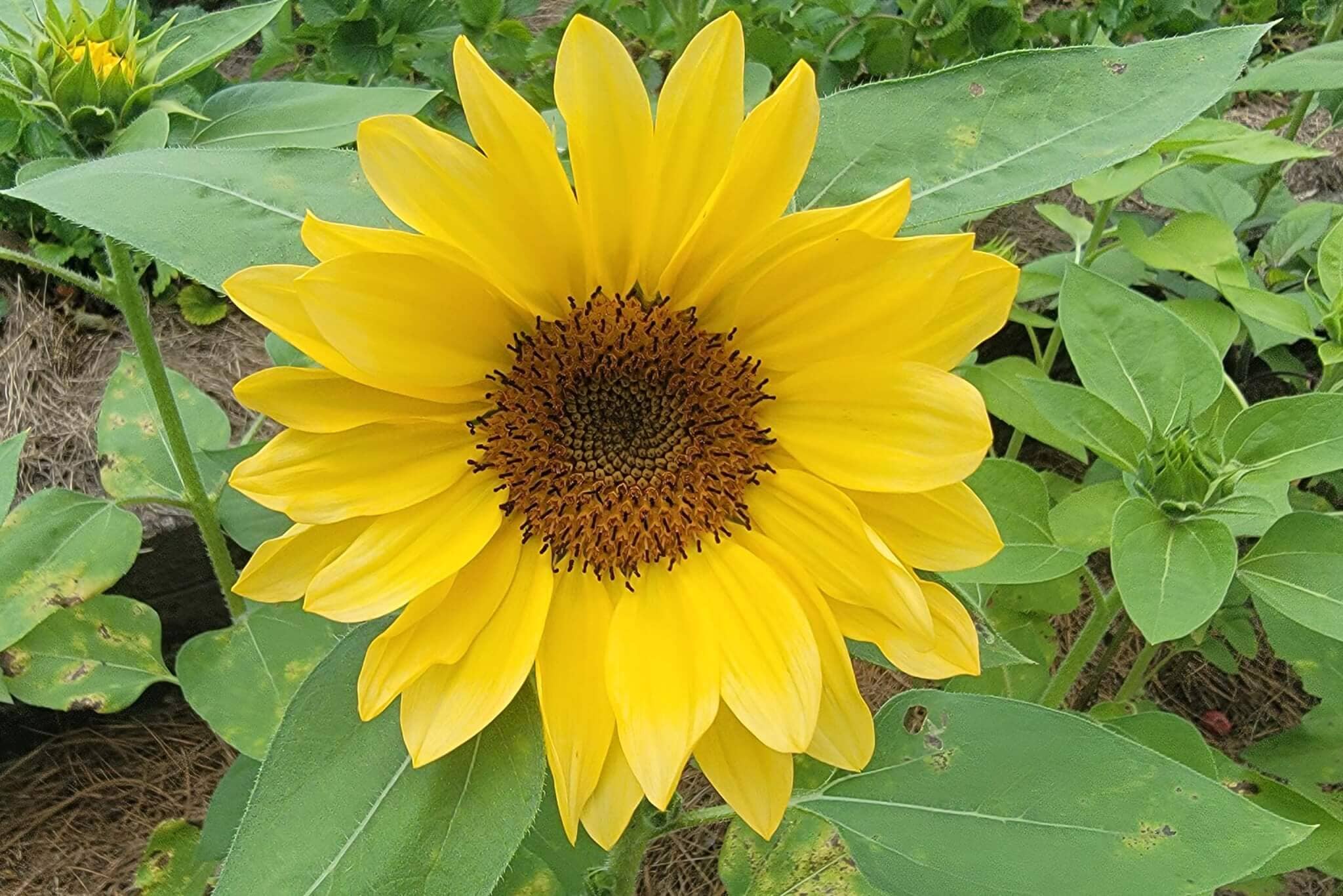 ProCut  Peach Sunflower - Image 2