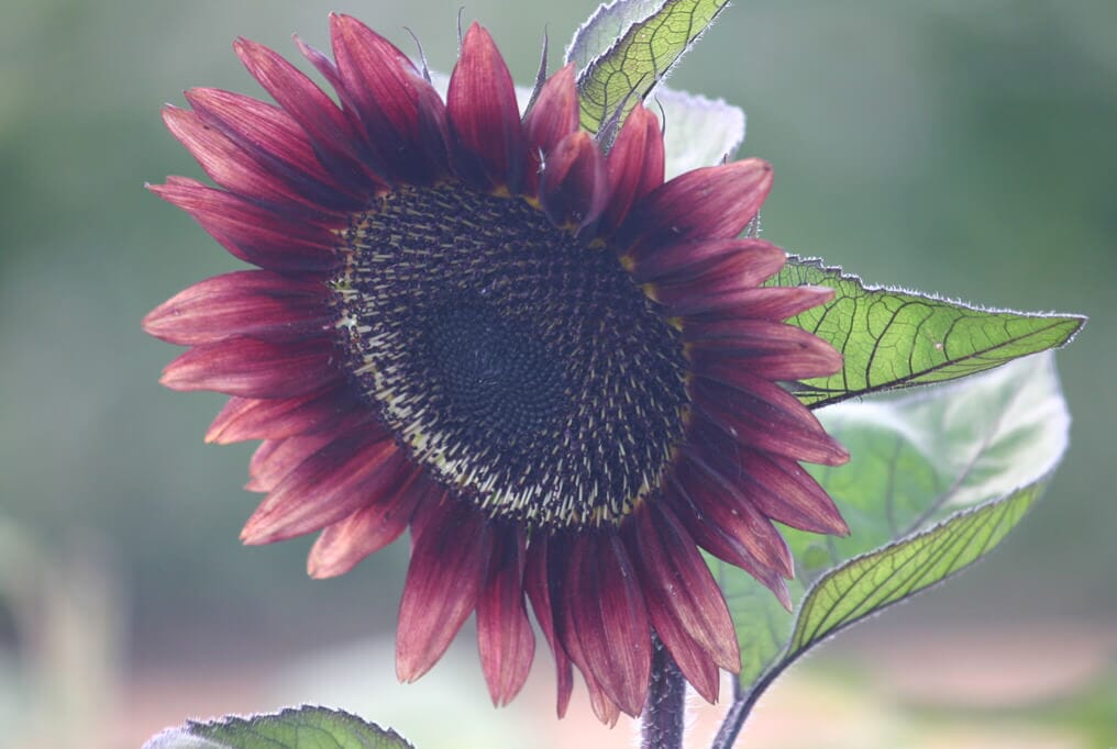 ProCut® Red Sunflower