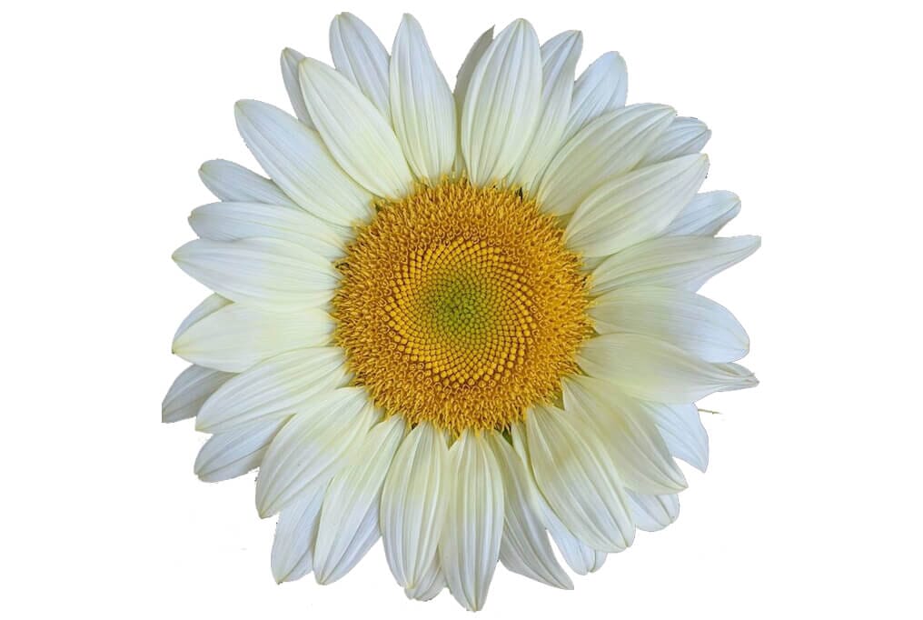 ProCut White Lite Sunflower - Image 2
