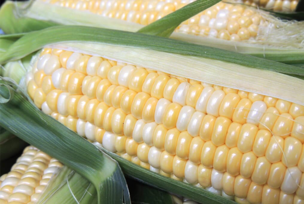 Providence Hybrid Sweet Corn F1