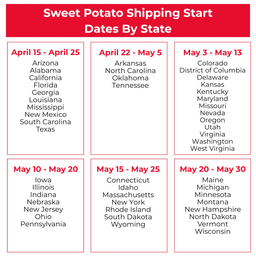 Covington Sweet Potato - Image 2