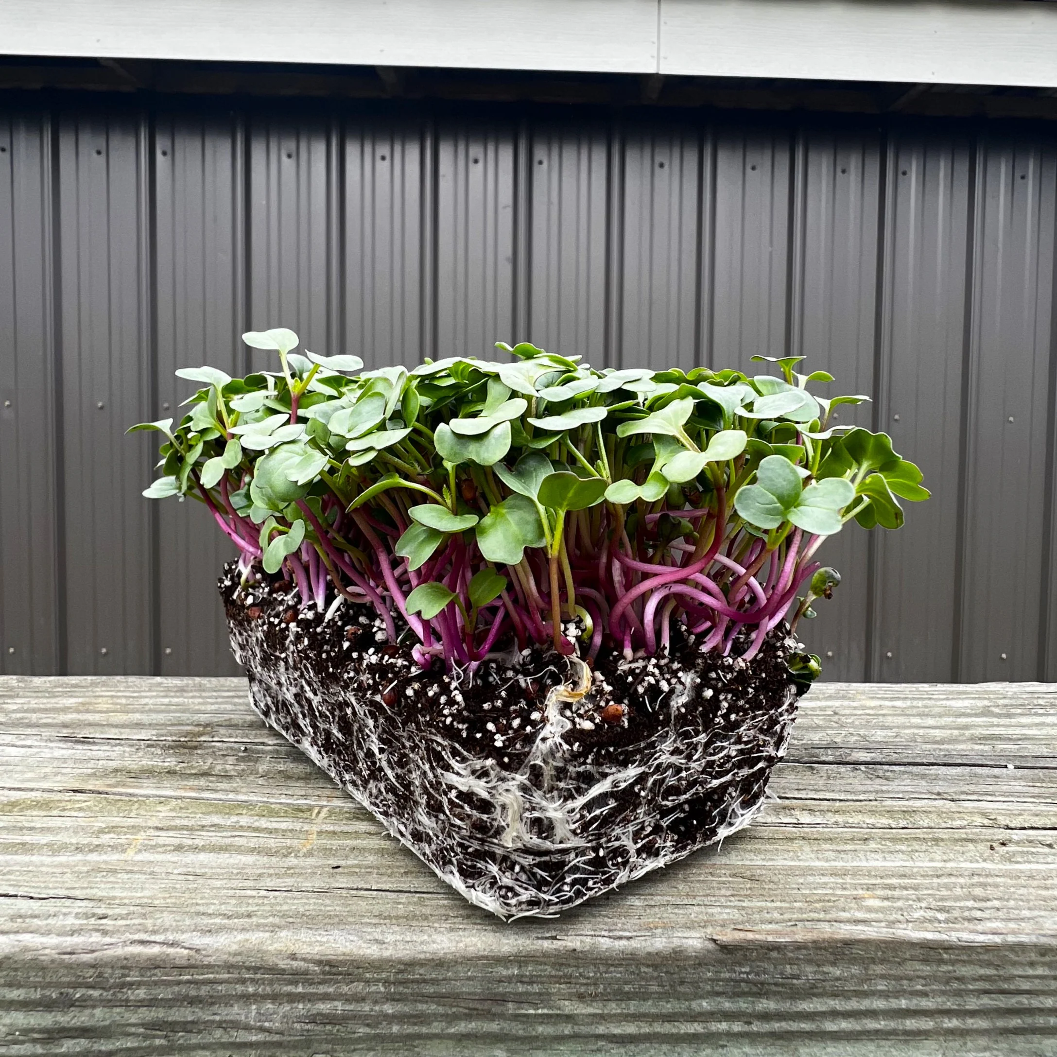 Purple Plum Radish Microgreens