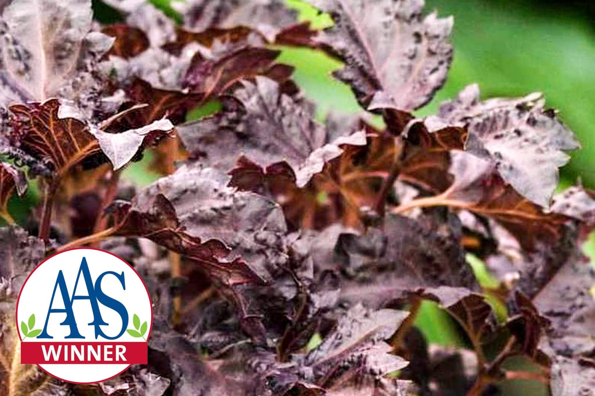 Purple Ruffles Basil