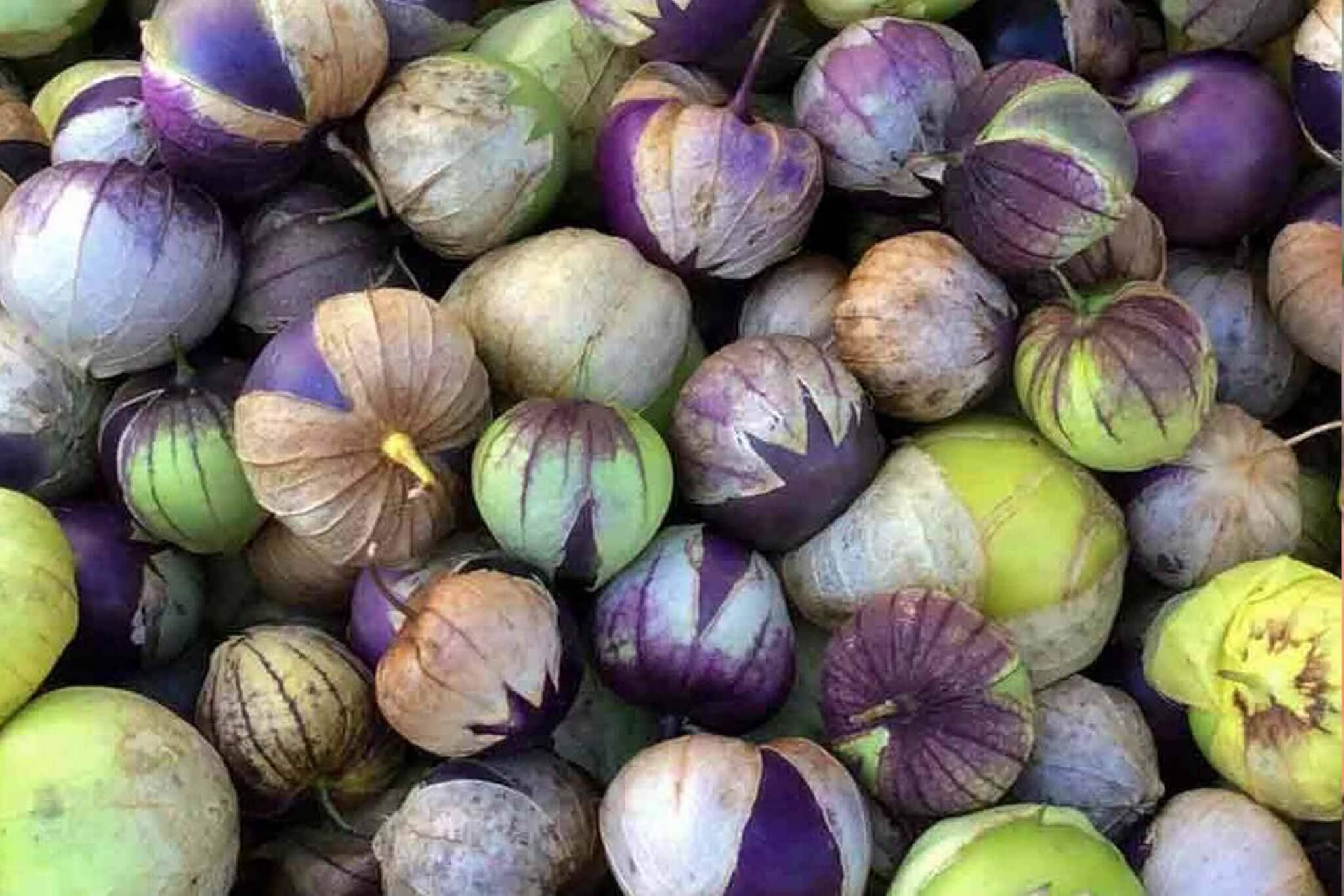 Purple Tomatillo