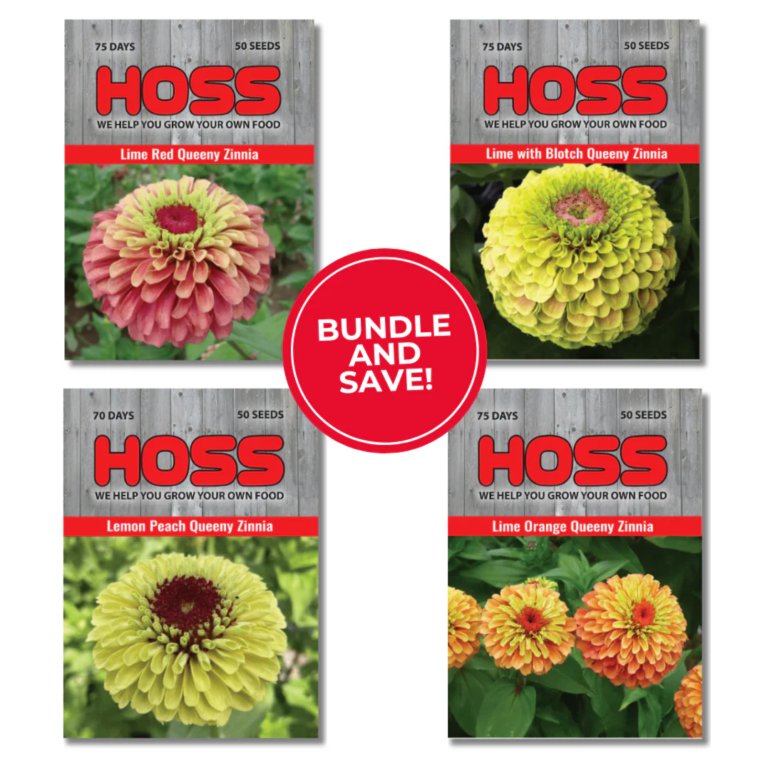 Queeny Zinnia Bundle