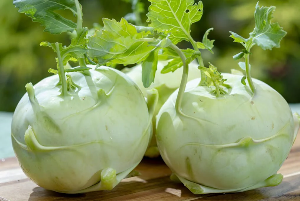Quickstar Hybrid Kohlrabi F1
