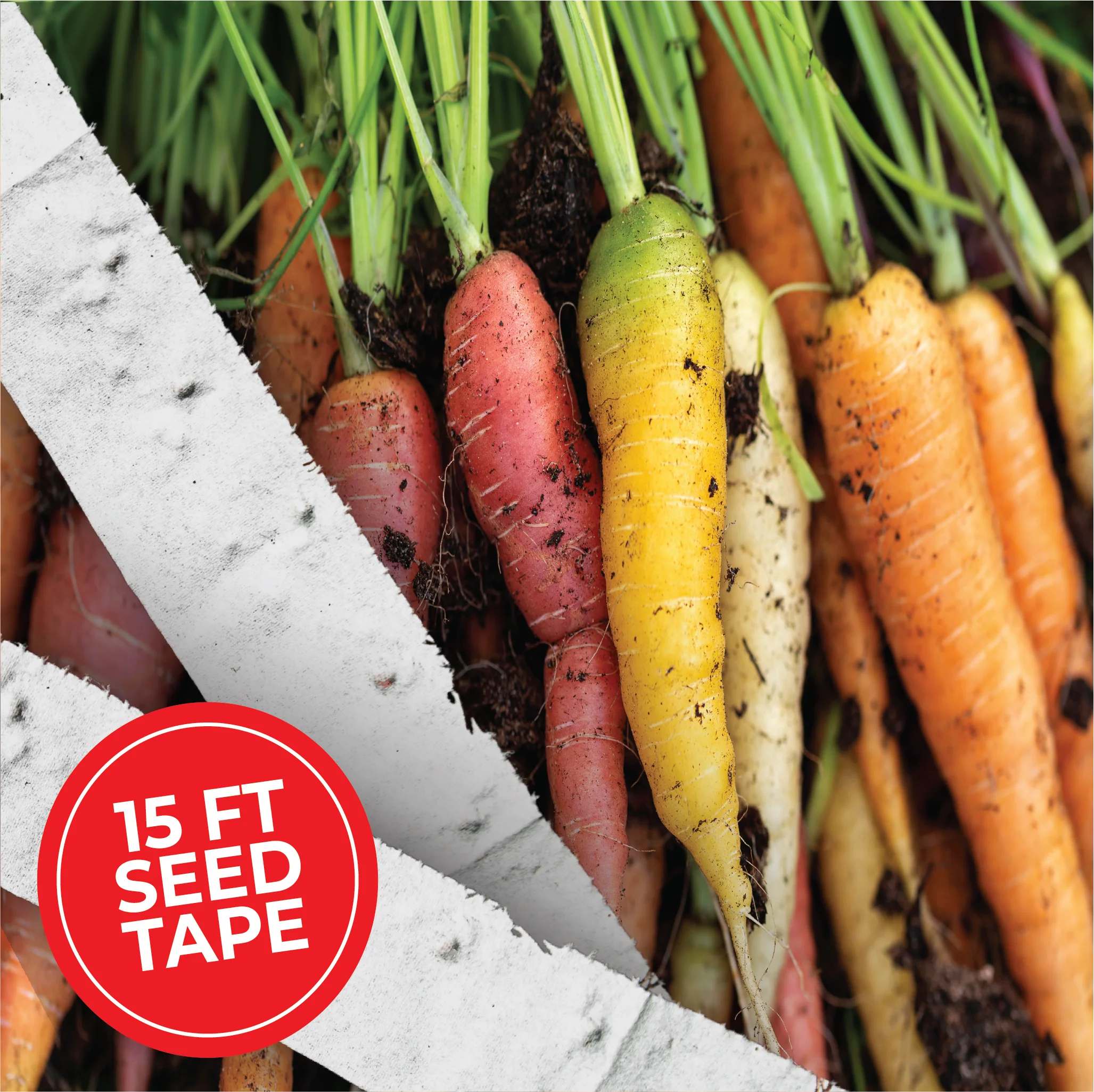 Rainbow Carrot Blend Seed Tape
