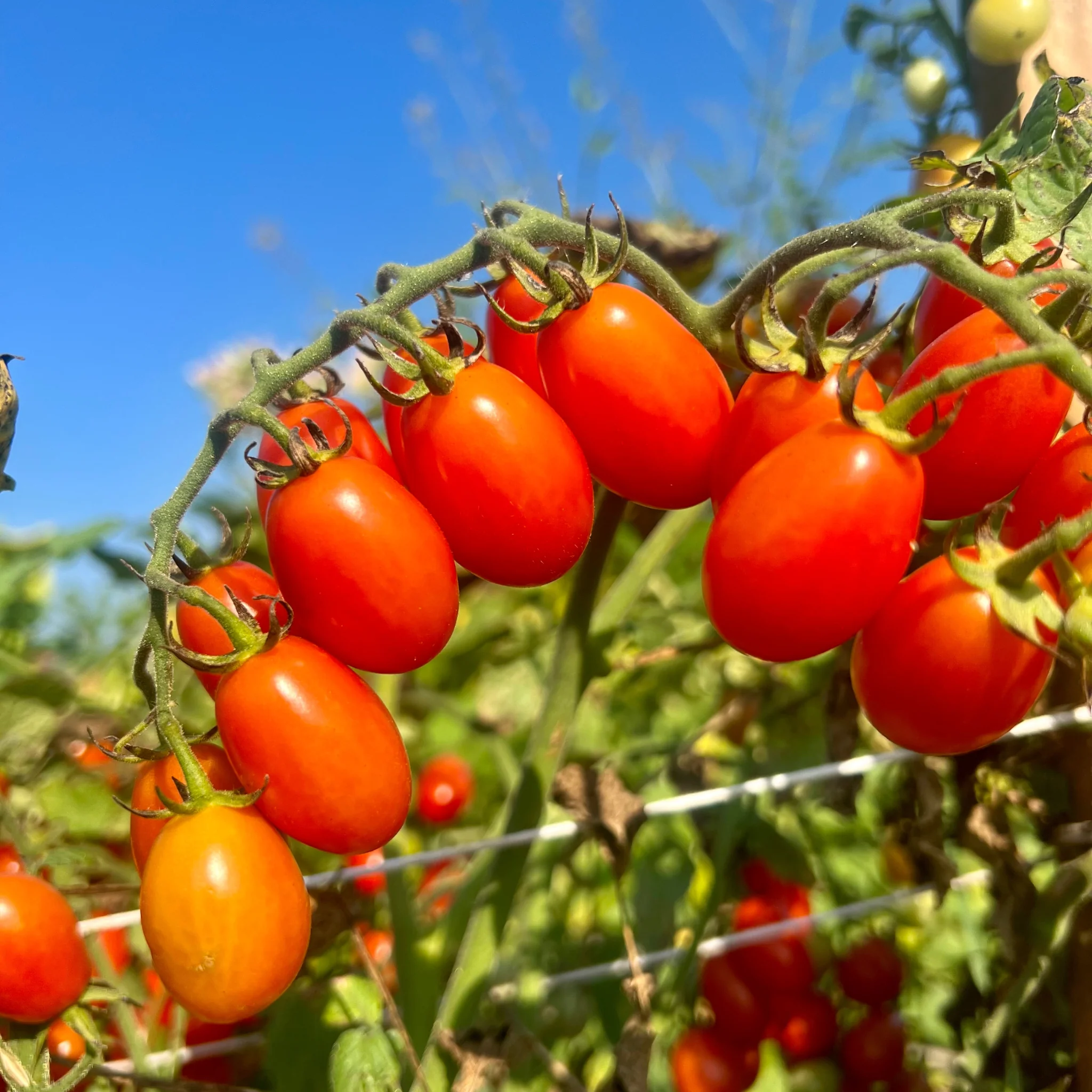 Red Coral Hybrid Cherry Tomato F1 - Image 2