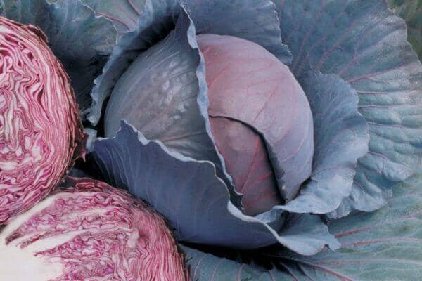 Red Dynasty Hybrid Cabbage F1