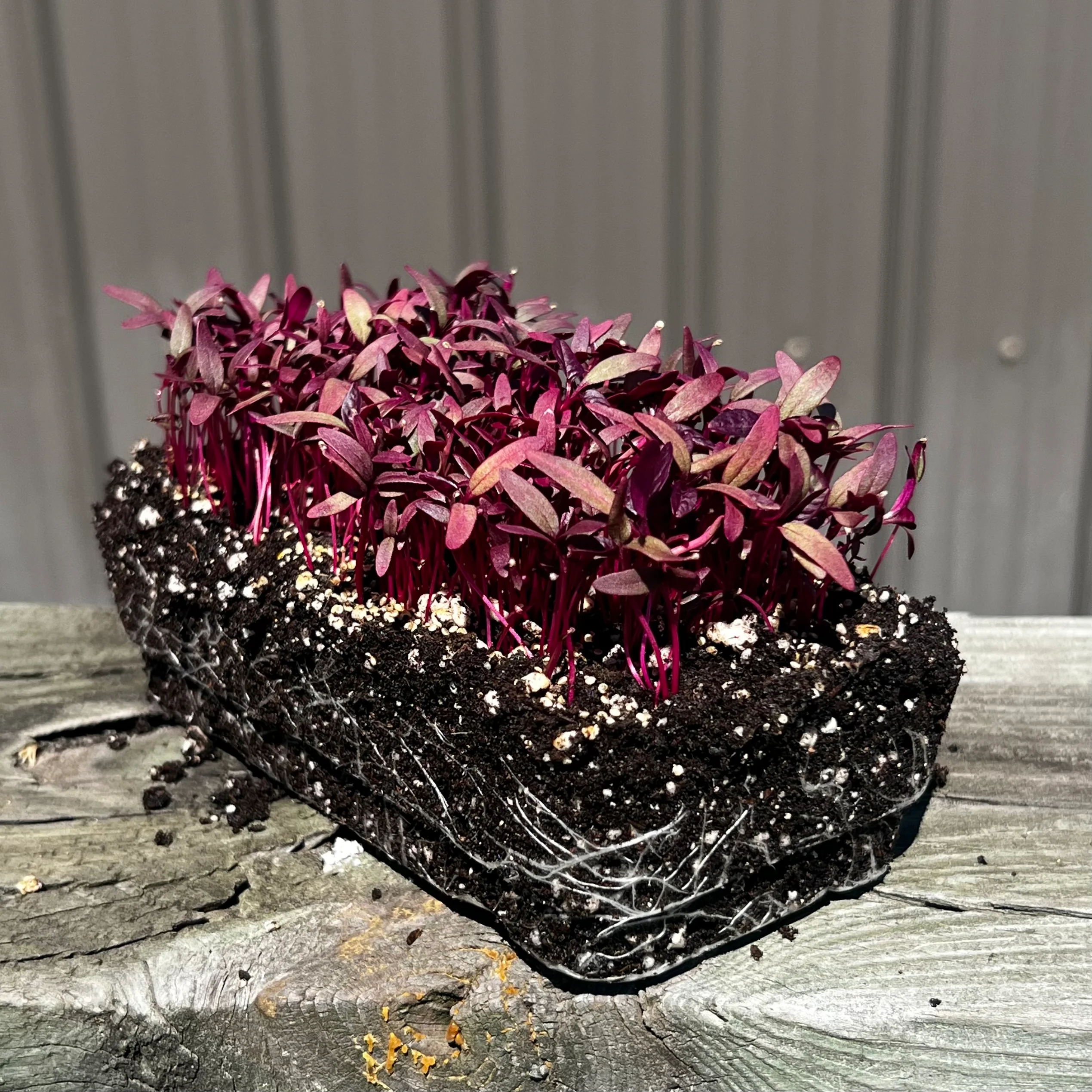 Red Garnet Amaranth Microgreens