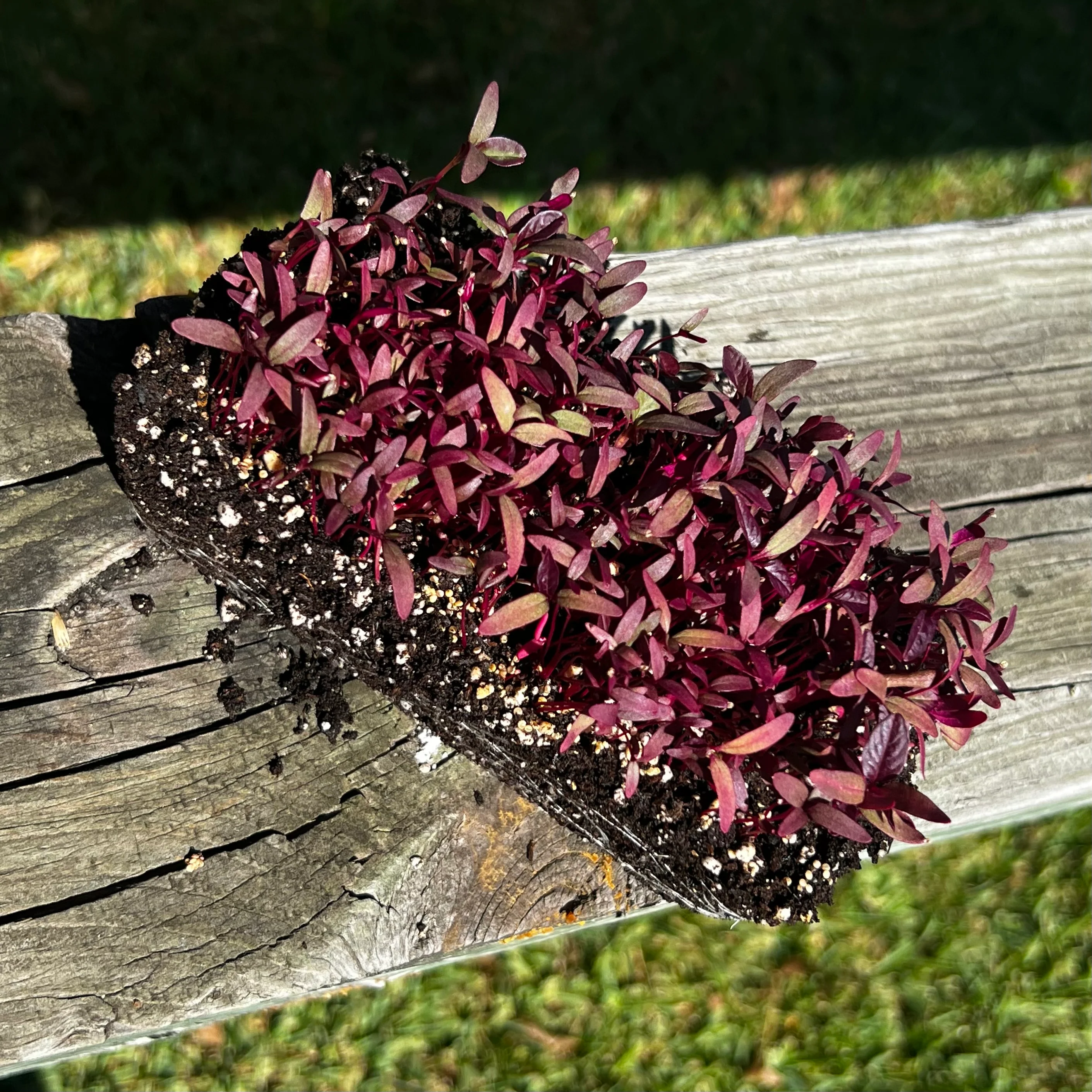 Red Garnet Amaranth Microgreens - Image 2