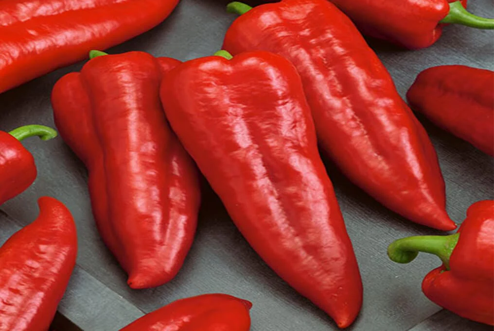 Red Marconi Pepper