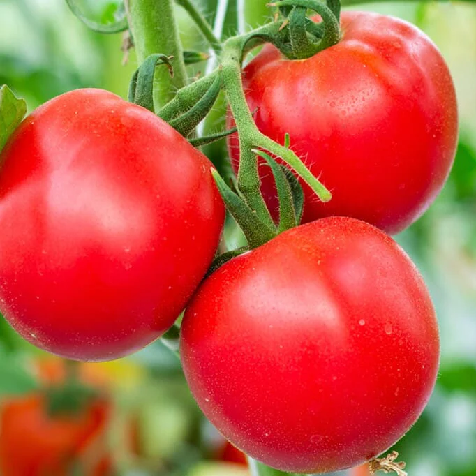 Tomato Plug Bundle - Image 5