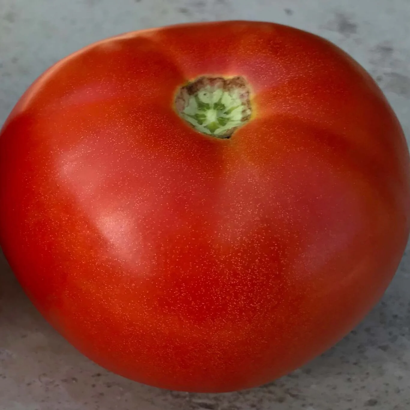 Red Snapper Tomato Plugs - Image 5