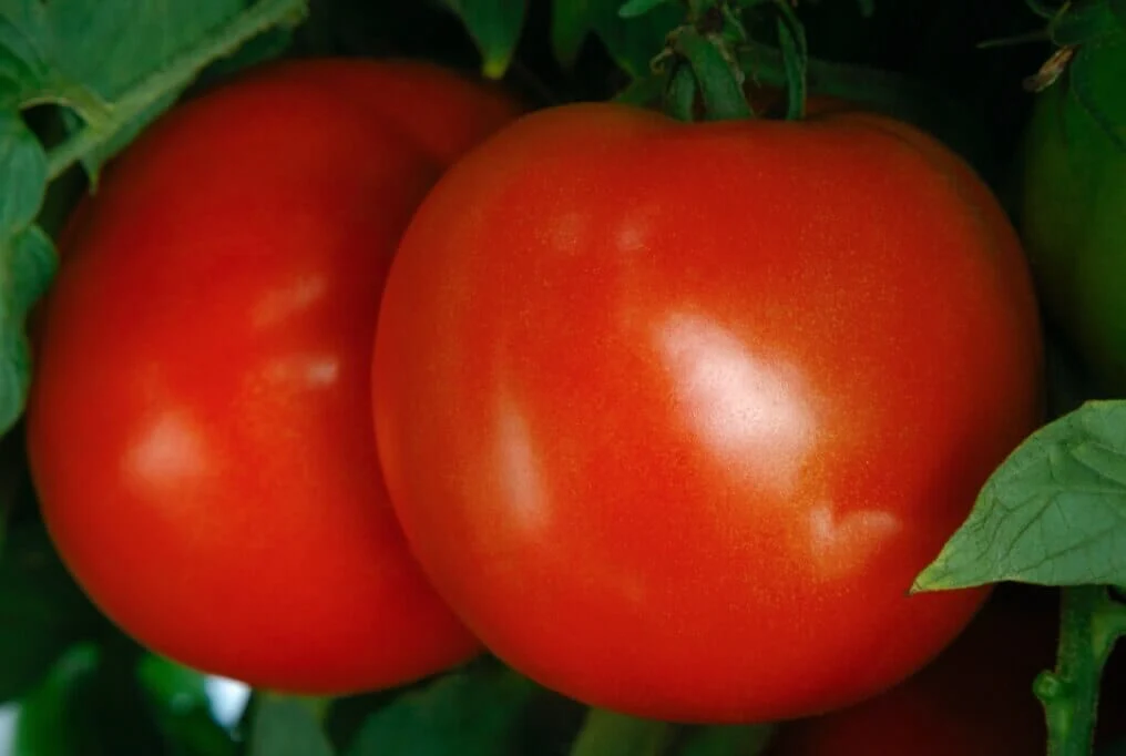Roadster Hybrid Tomato F1