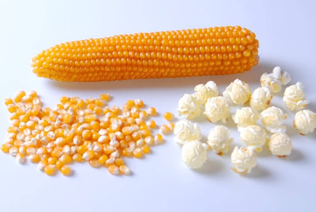 Robust Yellow Hybrid Popcorn F1