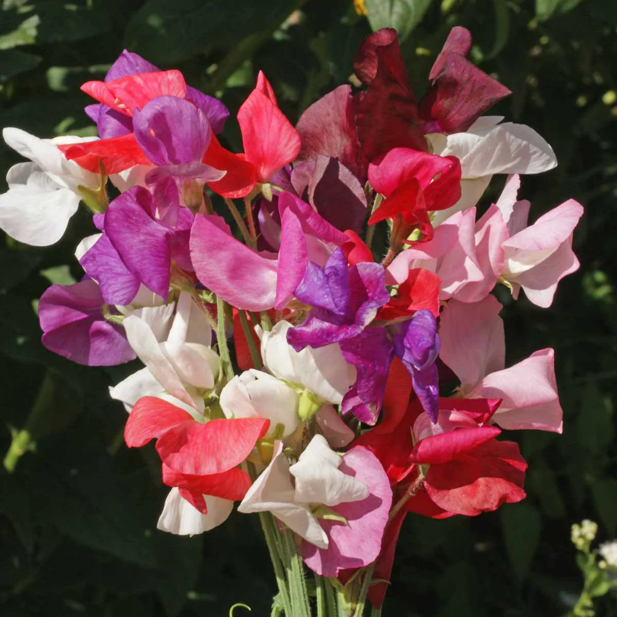 Royal Family Mix Sweet Pea - Image 2