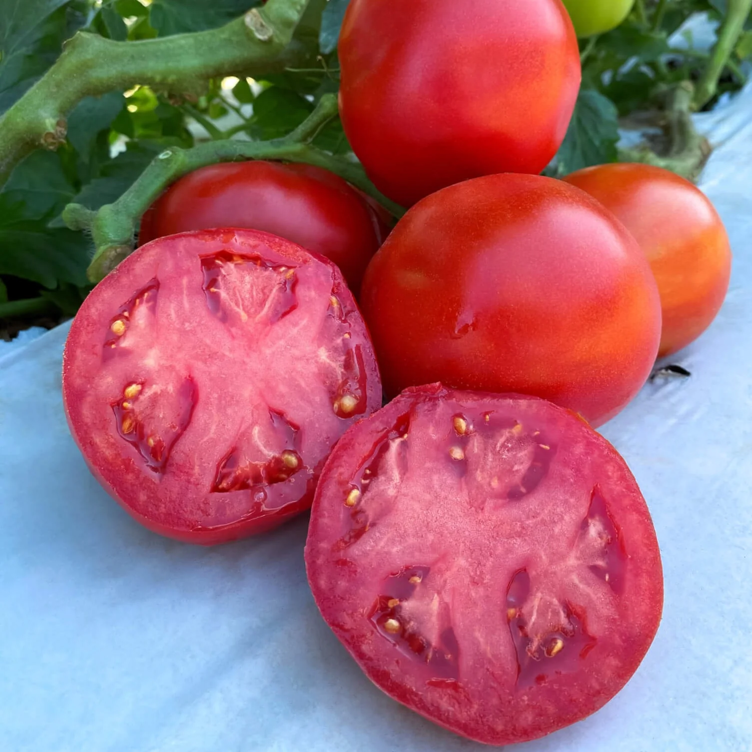Rubee Dawn Hybrid Tomato F1
