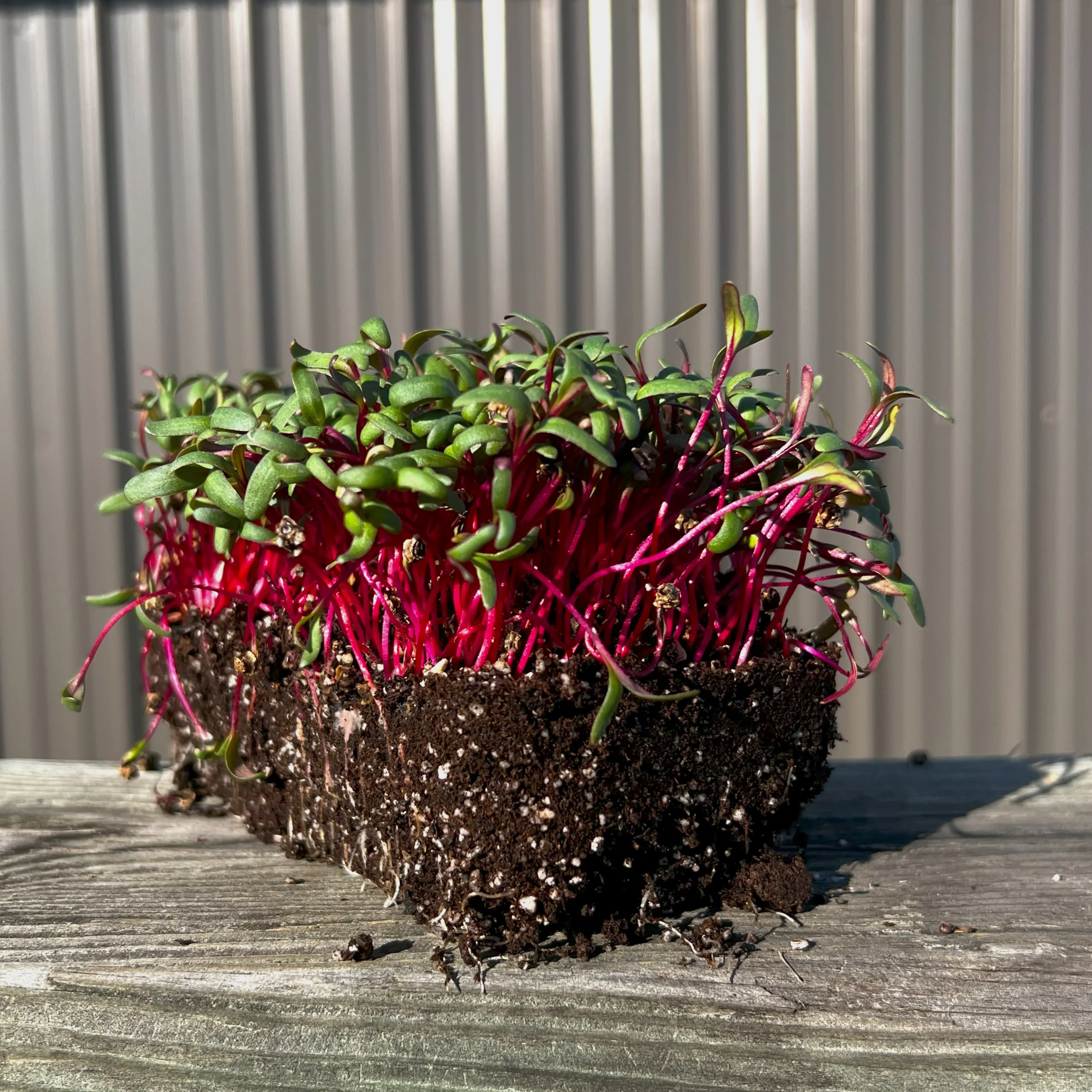 Ruby Fresh Swiss Chard Microgreens
