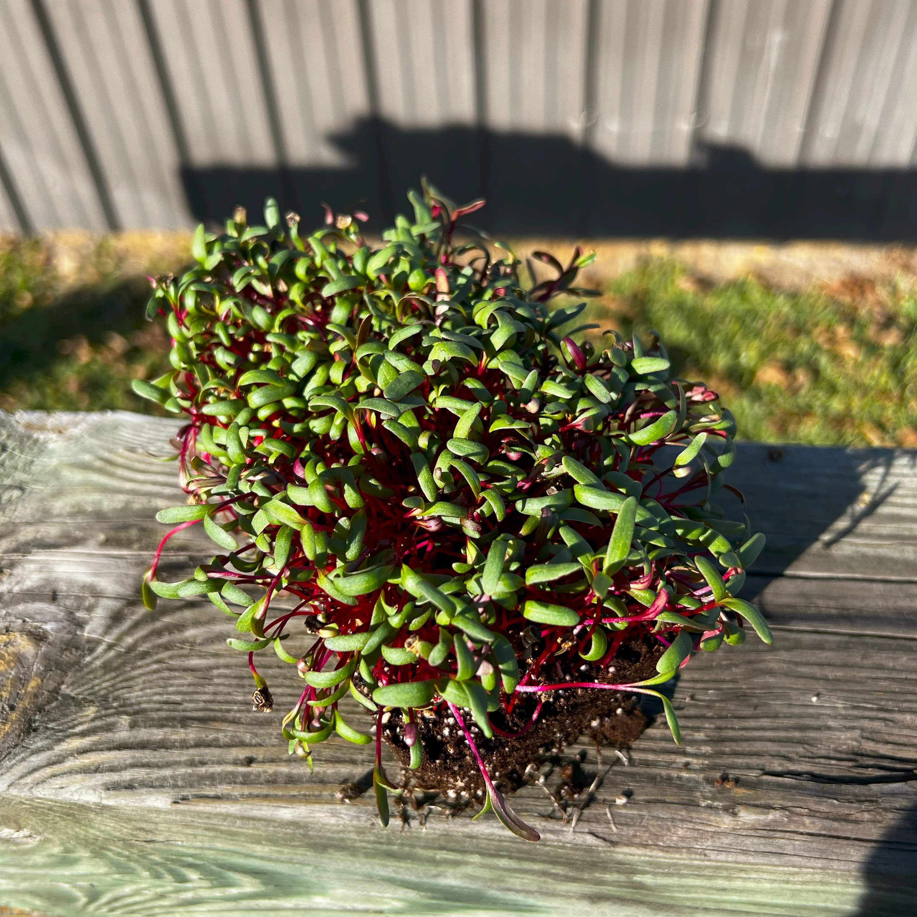 Ruby Fresh Swiss Chard Microgreens - Image 2