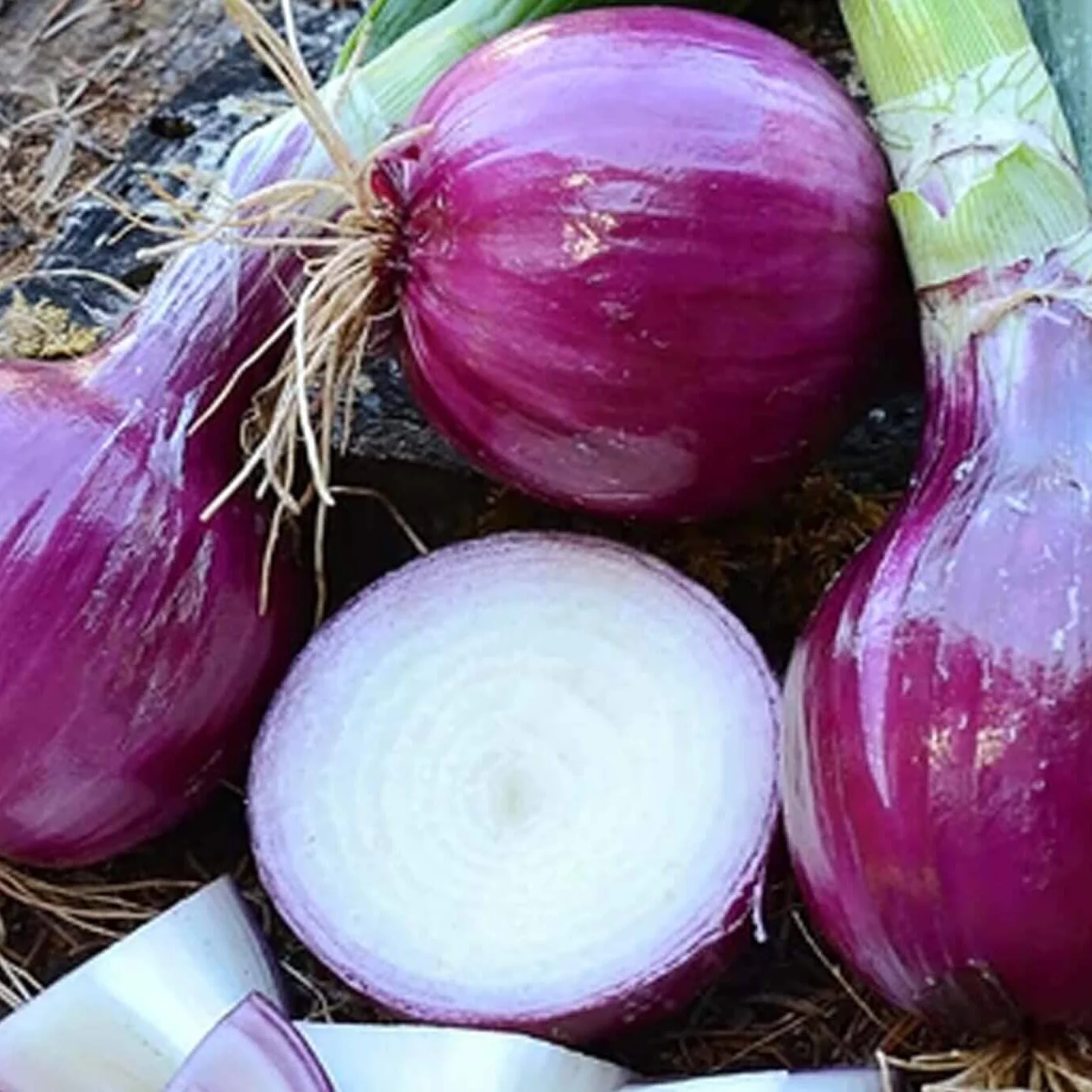 Ruby Red Onion