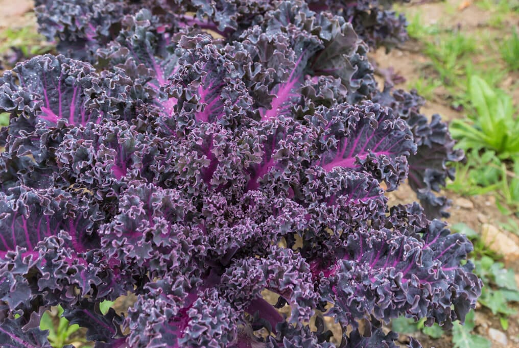 Scarlet Kale
