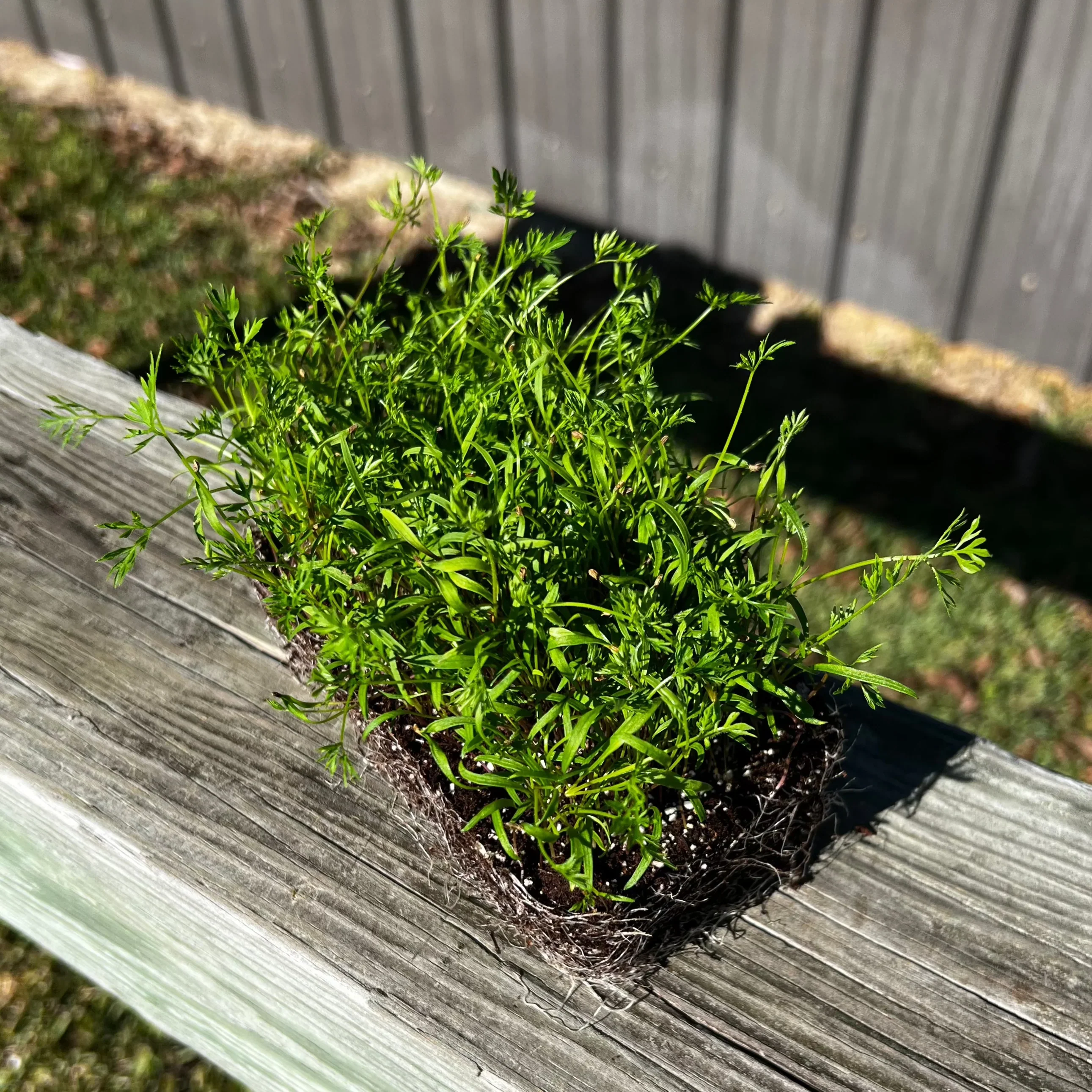 Scarlet Nantes Carrot Microgreens