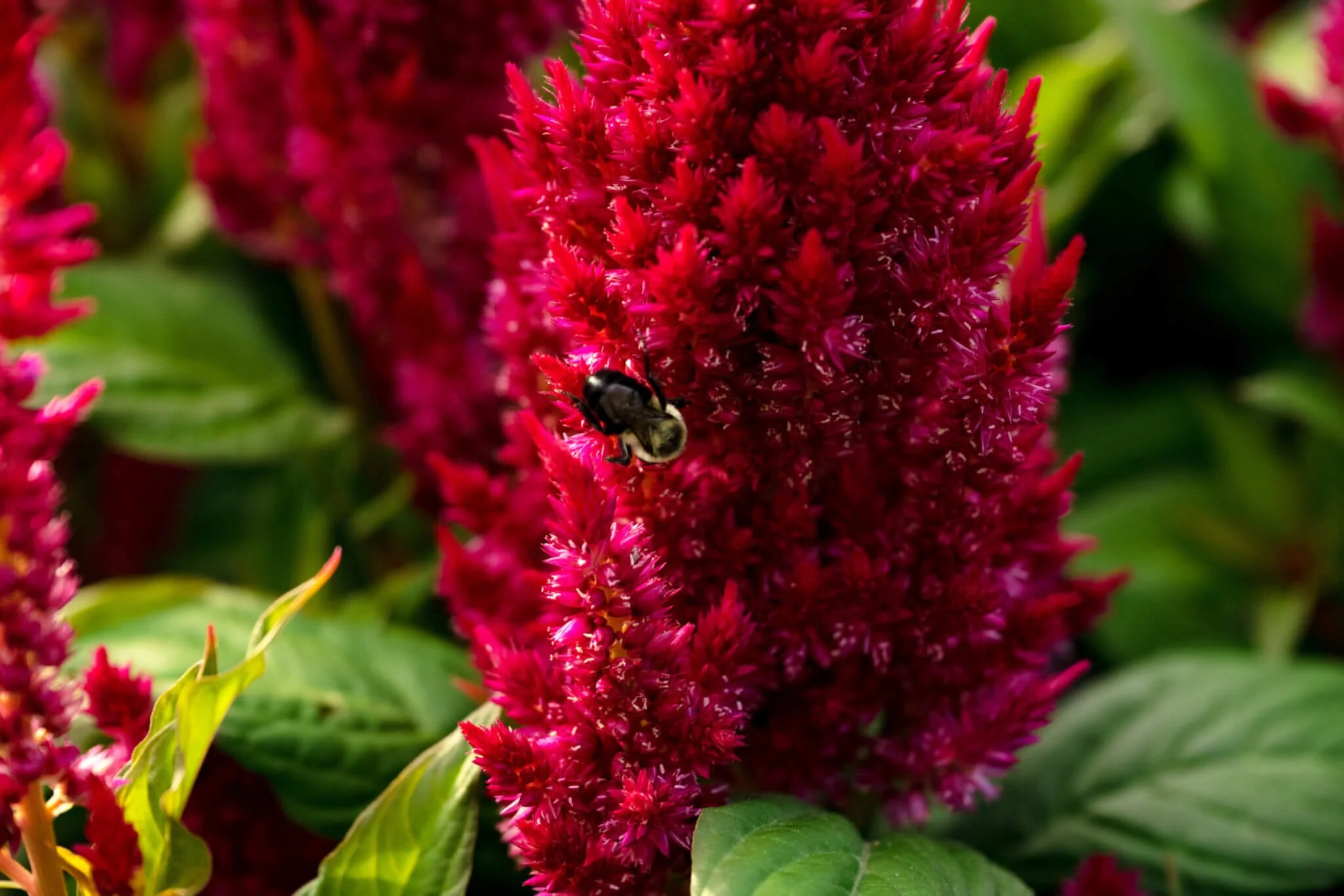 Scarlet Plume Celosia