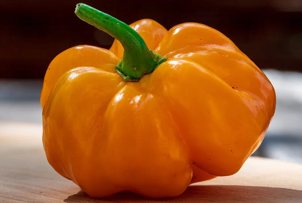 Scotch Bonnet Orange Pepper