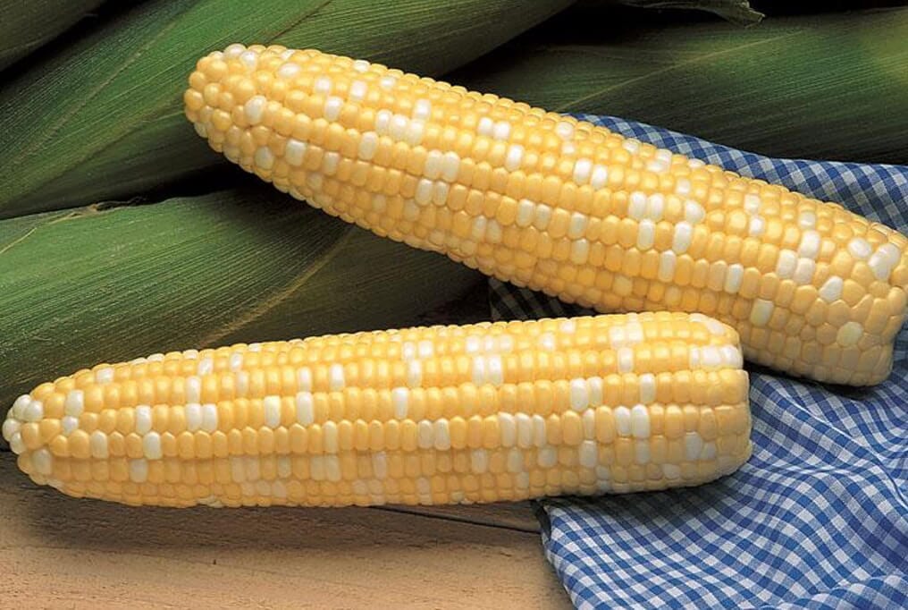 Serendipity Hybrid Sweet Corn F1