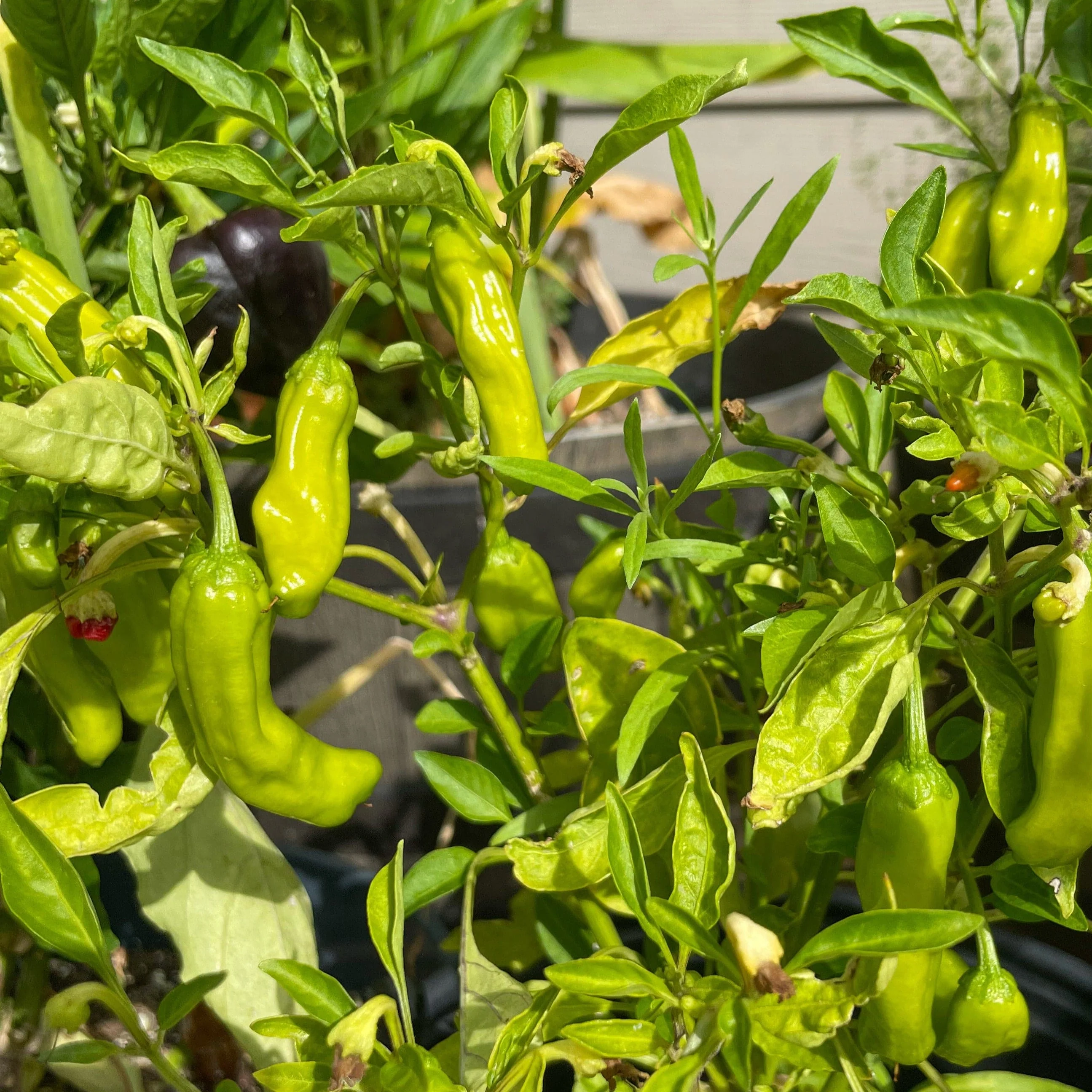 Shishito Pepper