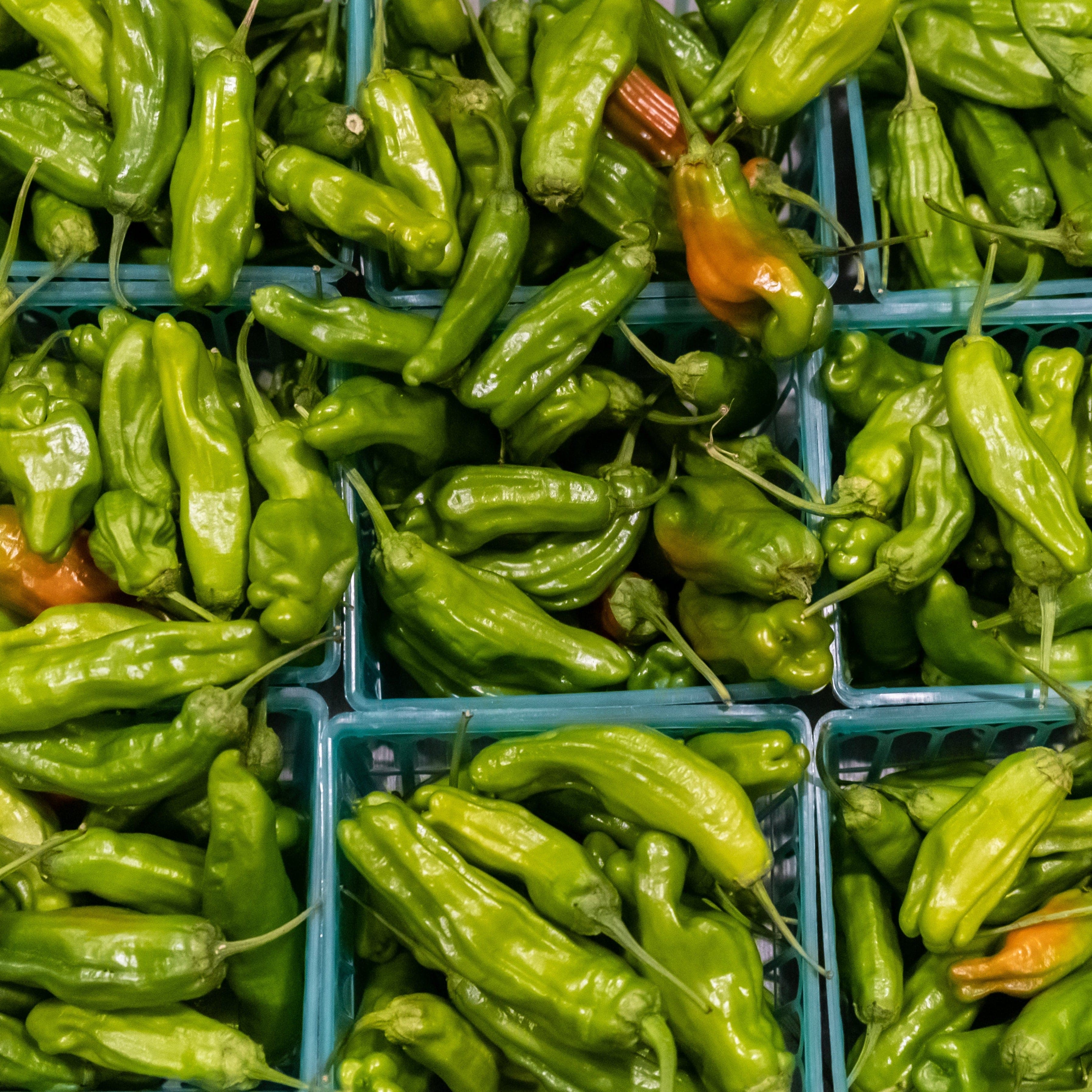Shishito Pepper - Image 2