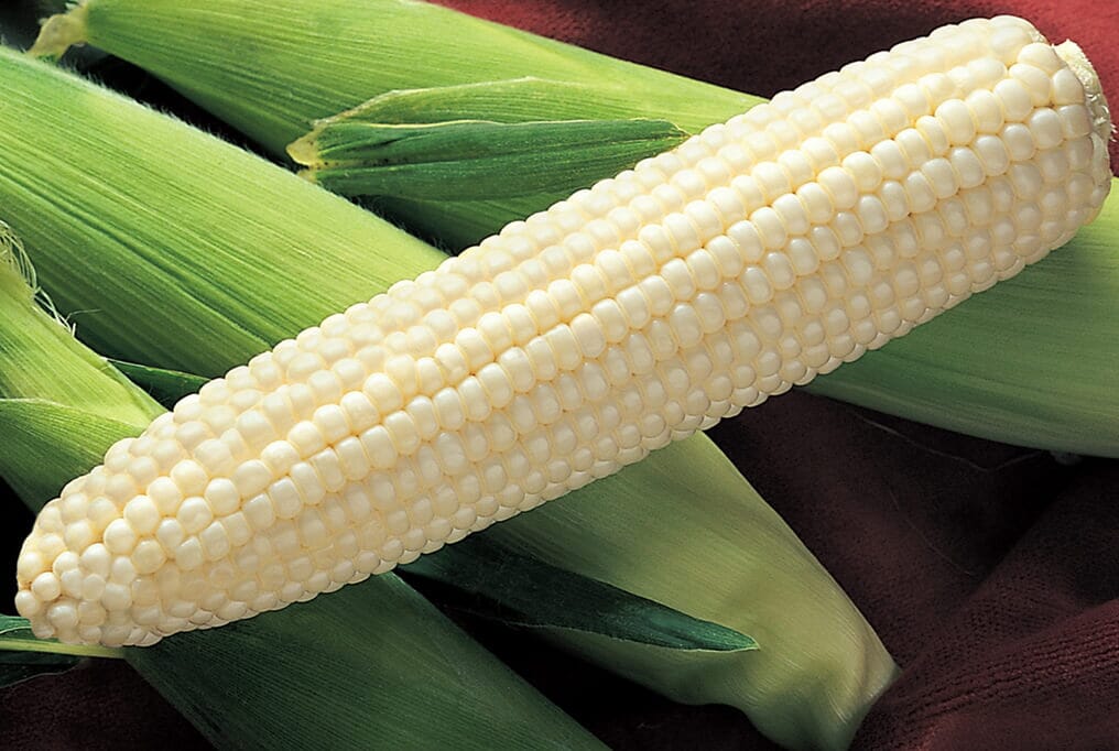 Silver King Hybrid Sweet Corn
