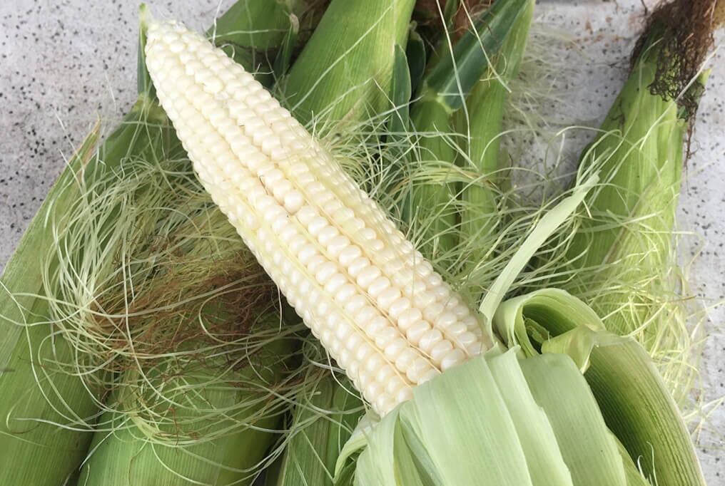 Silver Queen Hybrid Sweet Corn