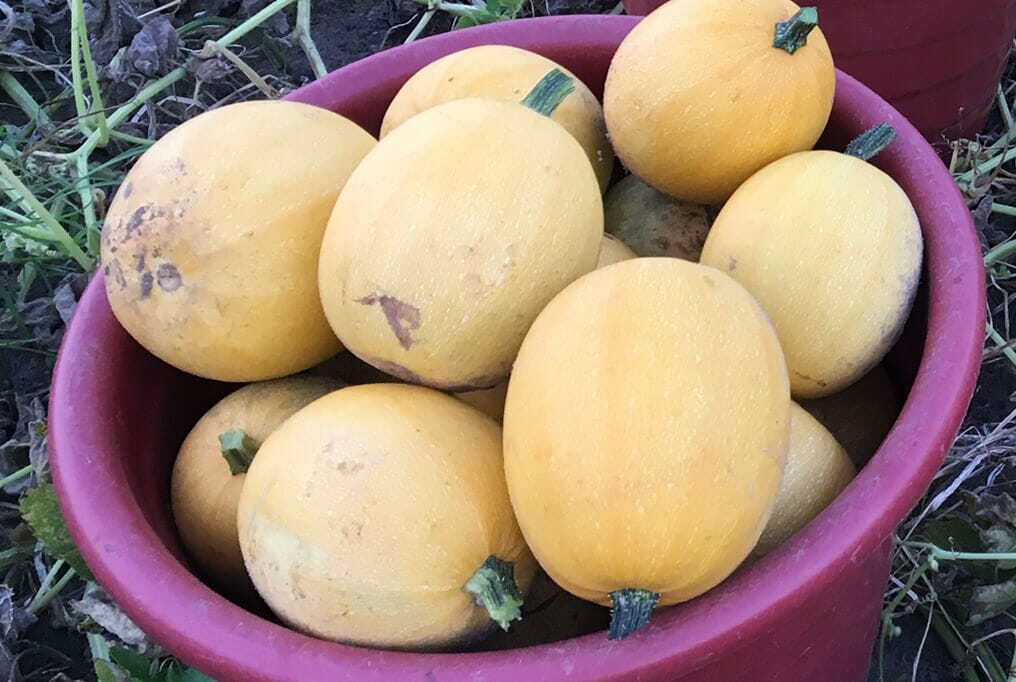 Small Wonder Spaghetti Squash