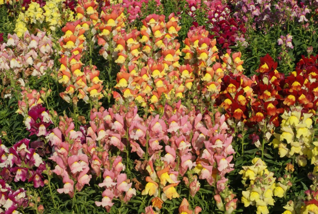 Snapdragon Tetra Mix - Image 2