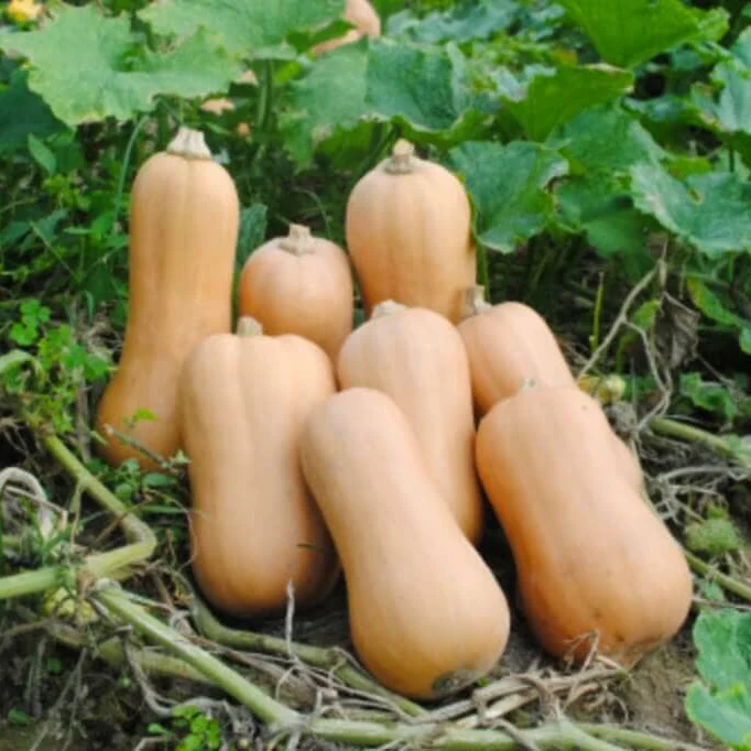 South Anna Butternut Squash