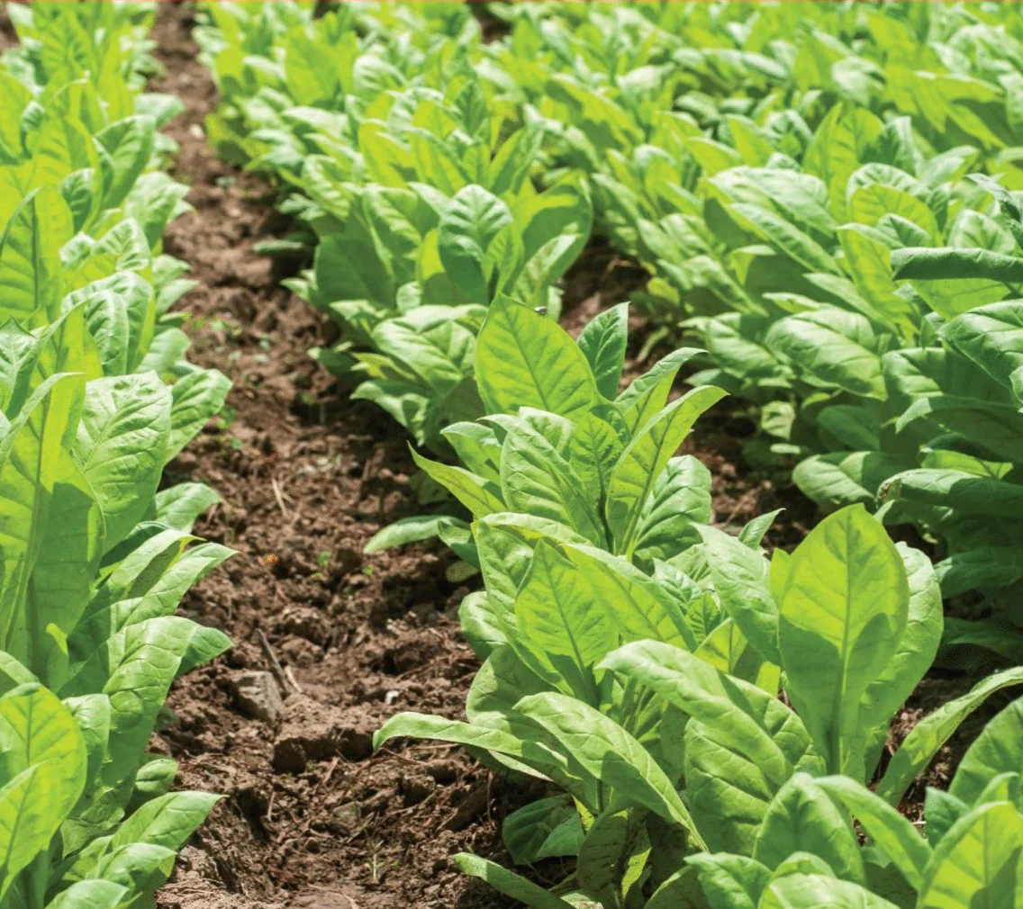 Southern Dolly (Flue Cured) Tobacco