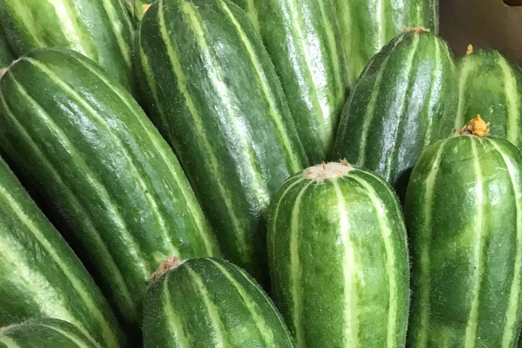 Striped Carosello Cucumber