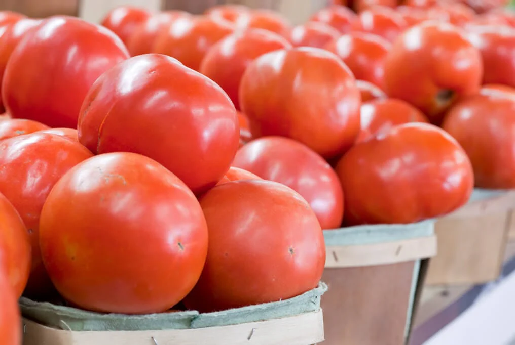 SummerPick Hybrid Tomato F1
