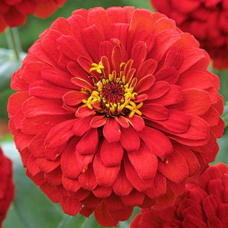 Sun Red Zinnia - Image 2