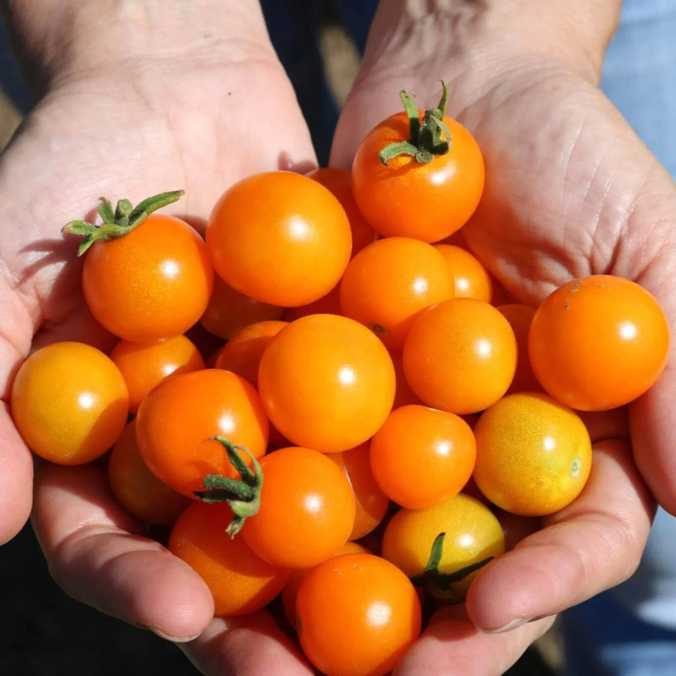 SunSugar Hybrid Tomato F1